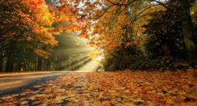 浪漫枫叶林枫叶飘落flash动画